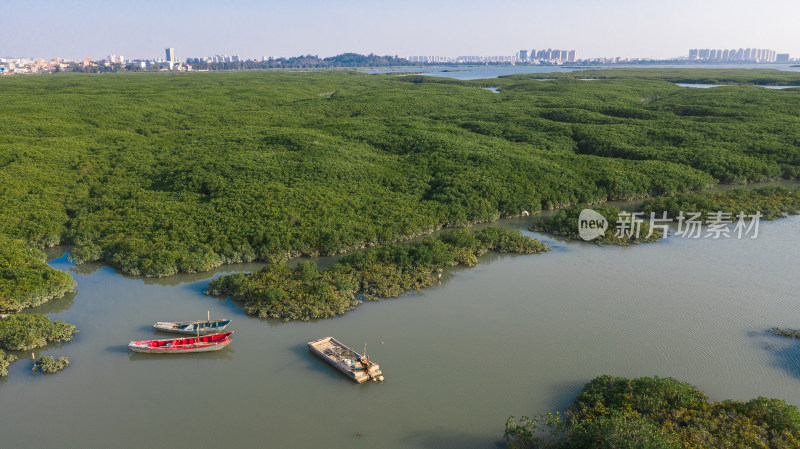 福建泉州湾河口湿地风光