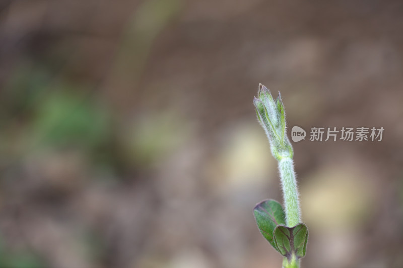 春季的野草芽