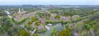 航拍上海宝山顾村公园樱花季樱花