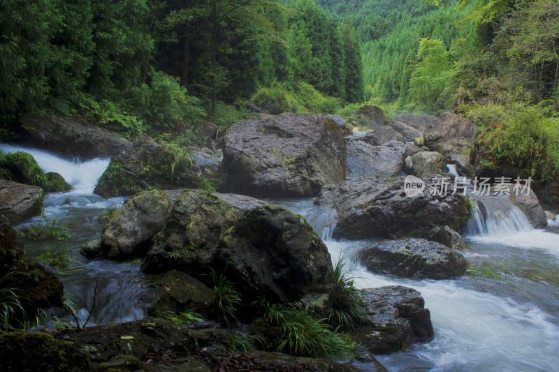 风景户外溪流植物