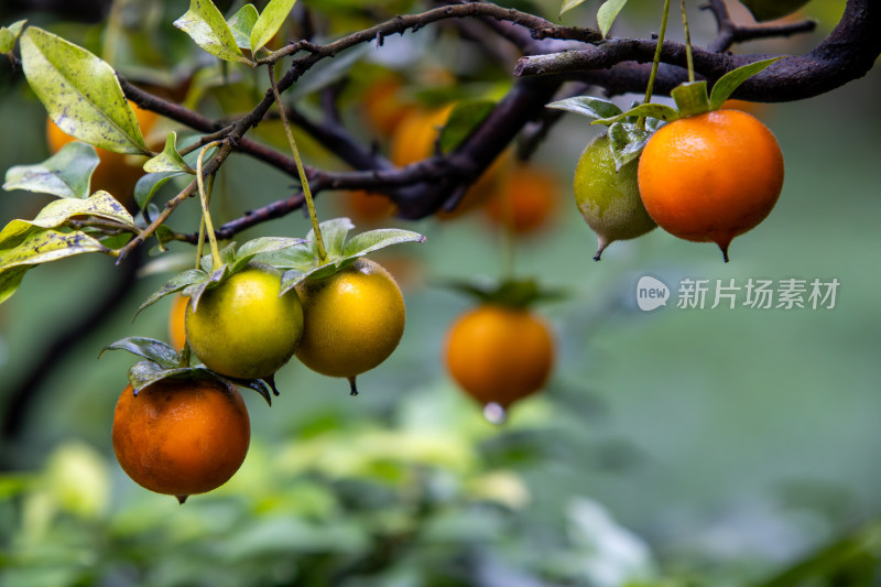 乌柿金弹子盆栽植物特写