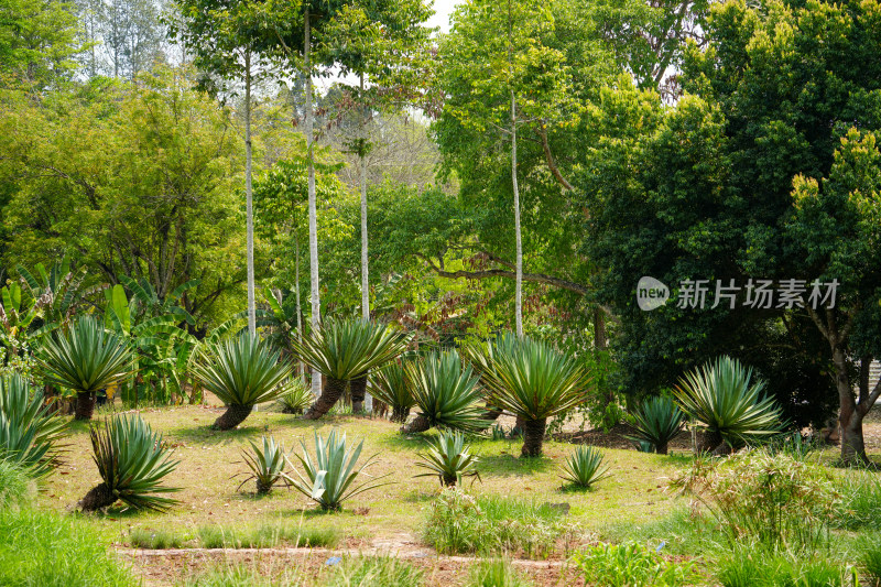 西双版纳中科植物园里的绿植景观