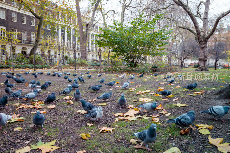 伦敦 公园 教堂 秋天 树 落叶 鸽子1