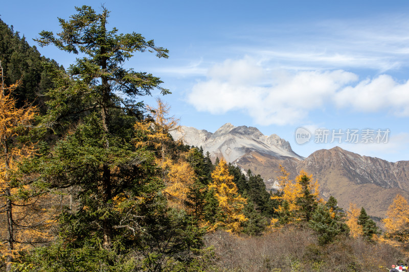 秋日雪山下金黄的落叶松红杉林