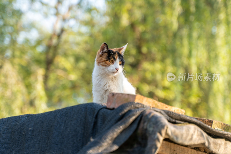 三色花猫在户外木板上的特写