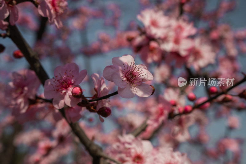 春天粉色桃花盛开