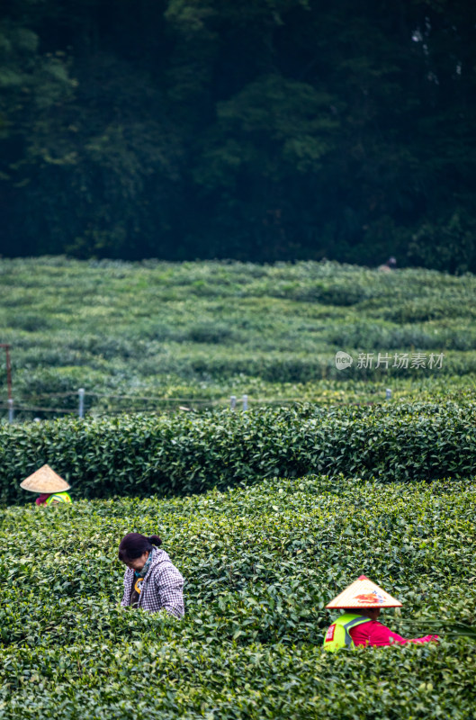 杭州西湖龙井狮峰山茶园采茶