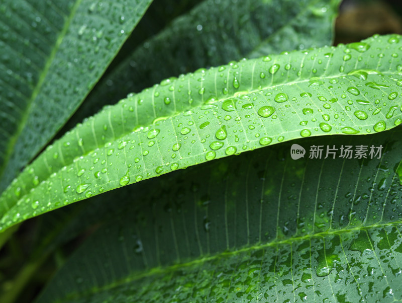 春天绿色的树叶叶子和上面的雨滴水滴露水