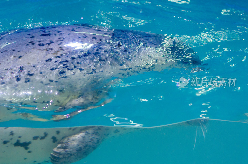 在水中游泳的斑海豹