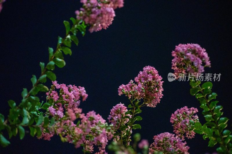 夜色中的紫薇花盛开景象