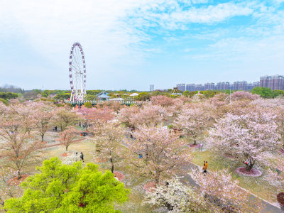 航拍上海宝山顾村公园樱花季樱花