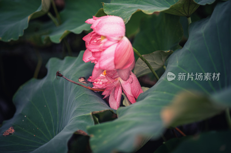 夏天雨后的荷花挂满水珠