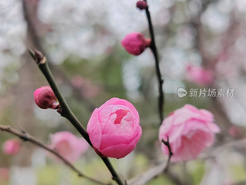 粉色梅花绽放枝头的特写