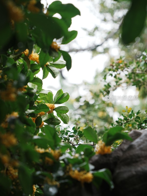 下雨天桂花树枝头挂满水珠