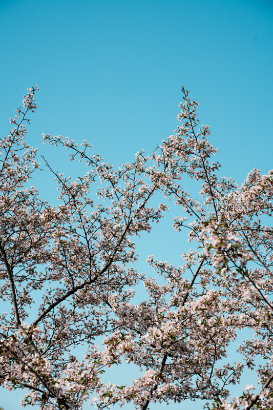 北京玉渊潭公园樱花节樱花树樱花