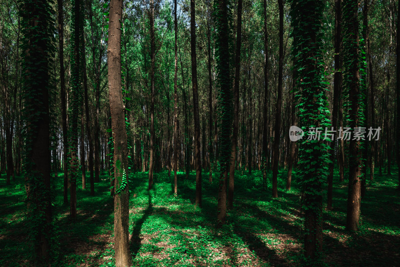 绿色森林树林