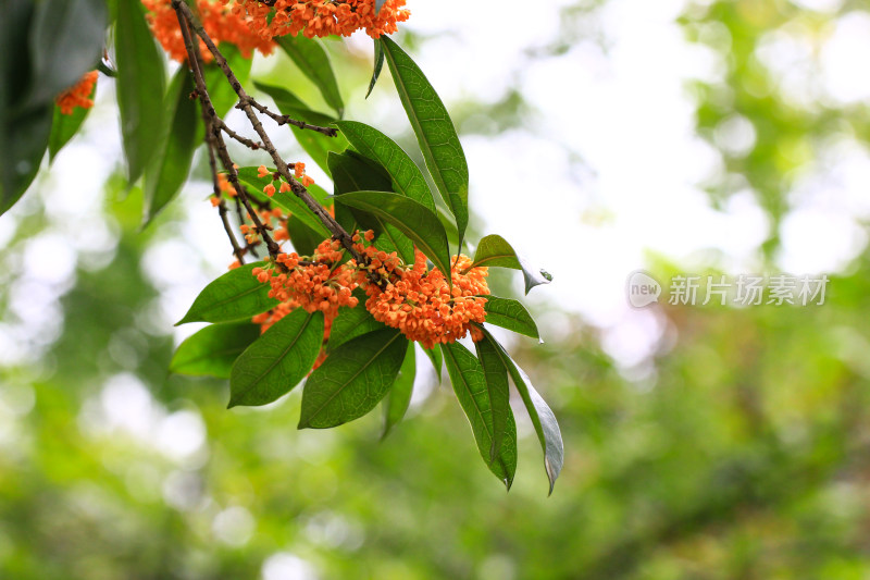 丹桂花枝背景实拍素材