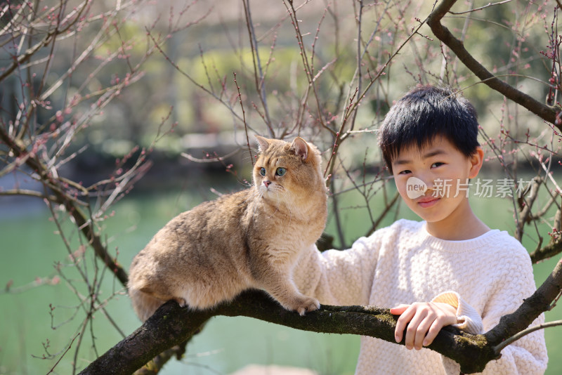 一个中国小男孩和他的宠物猫金渐层