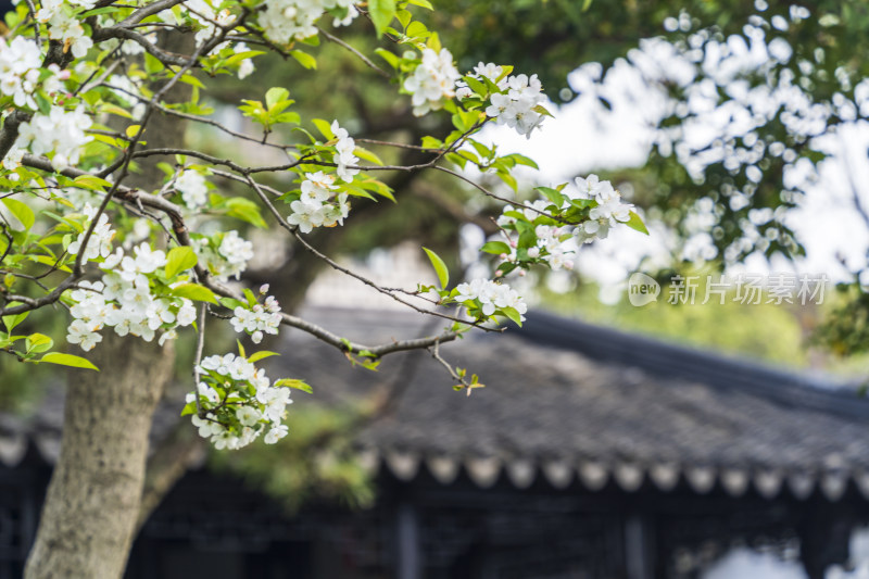 春天，苏州园林留园，樱花与园林建筑