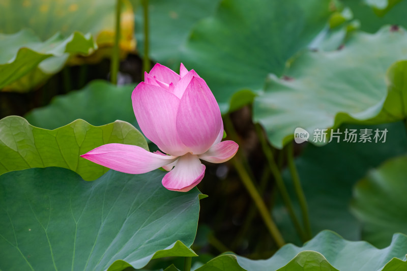 户外池塘中的荷花特写