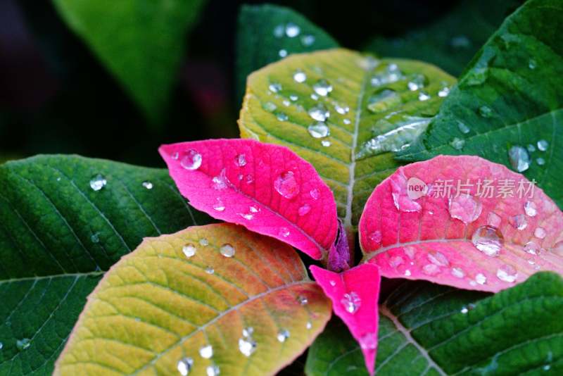 雨后的花瓣和绿叶