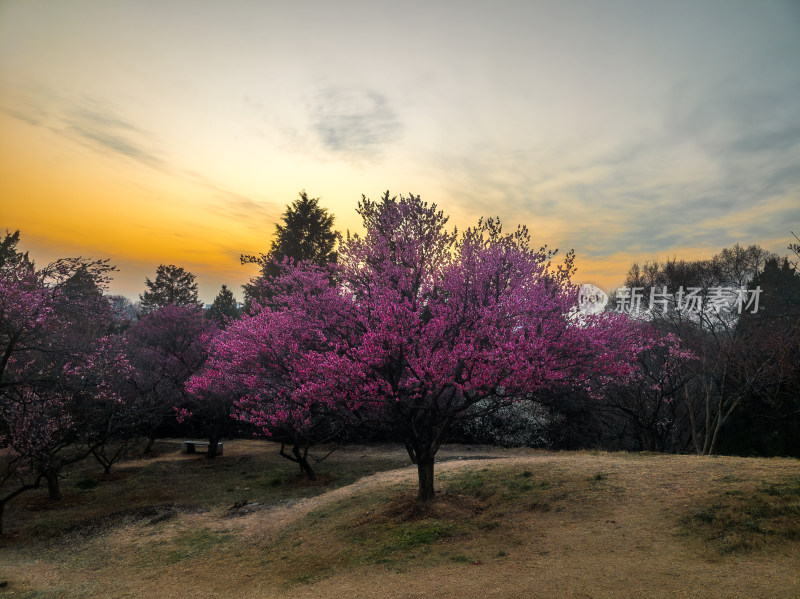 夕阳下的盛开梅花树