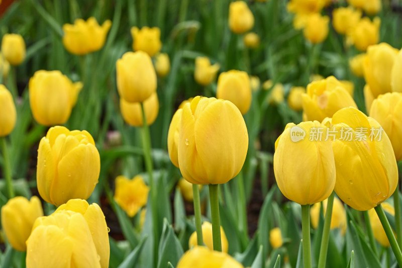 郁金香花海