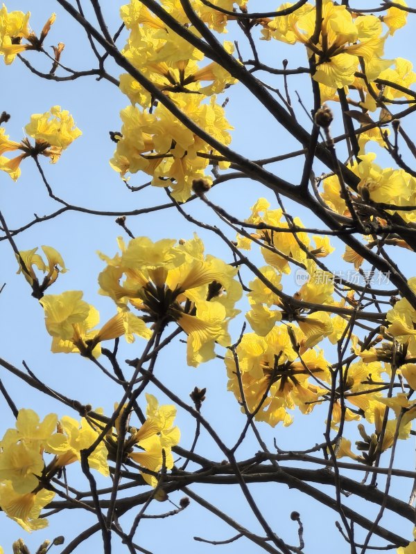 黄花风铃木特写