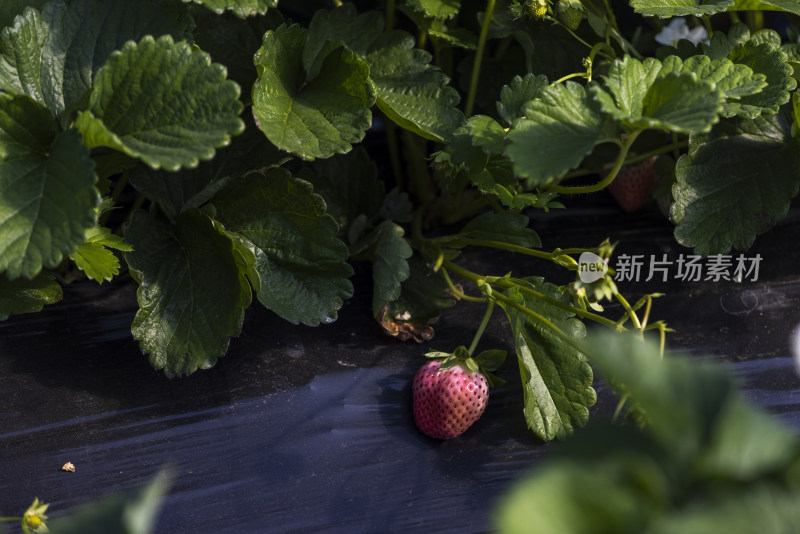 江南大棚覆盖地膜种植生态草莓