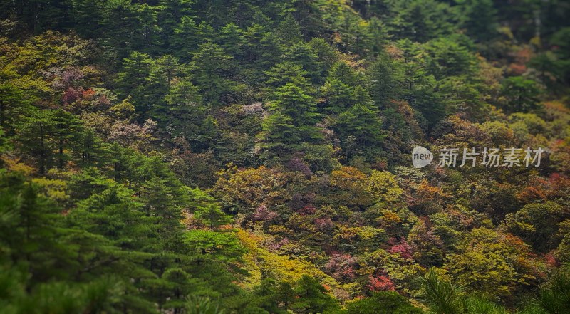 黄山山林多彩植被景观