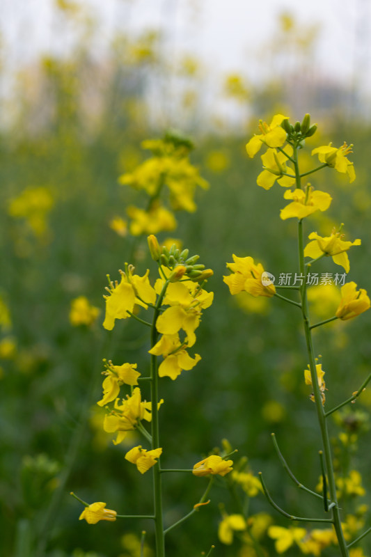 杭州萧山城市旁盛开的油菜花田