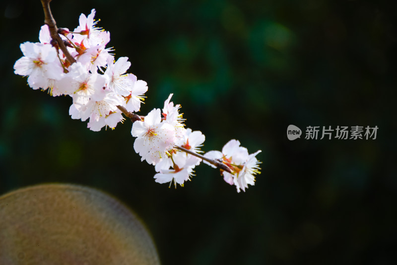 春日烂漫的樱花枝头