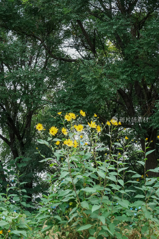 北京圆明园公园盛开的菊花