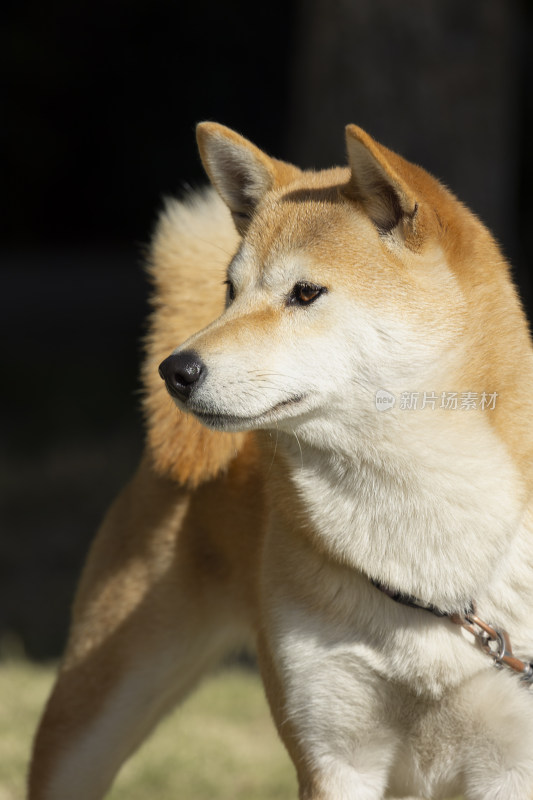 阳光下的可爱柴犬