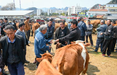 贵州牲畜交易市场牛市卖牛人流热闹