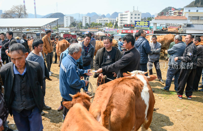 贵州牲畜交易市场牛市卖牛人流热闹