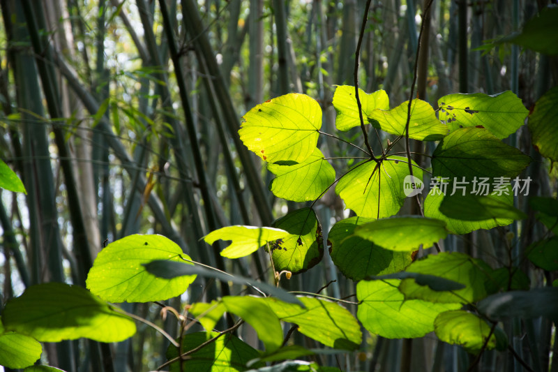 竹林中的绿色树叶特写