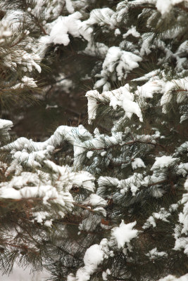 寒冷冬季松树枝头的积雪