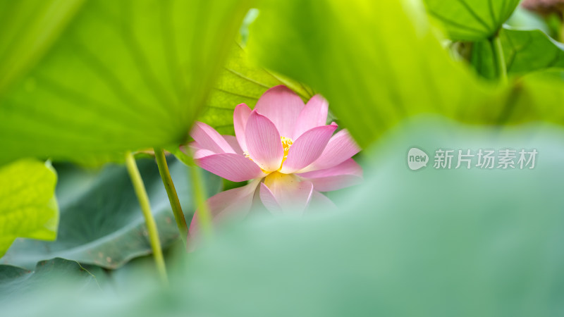 夏日的荷花特写