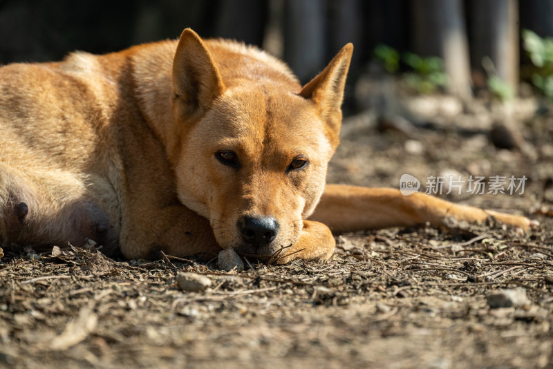 田园犬素材