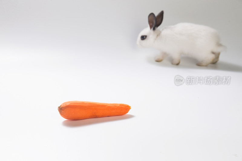 可爱的小兔子吃胡萝卜