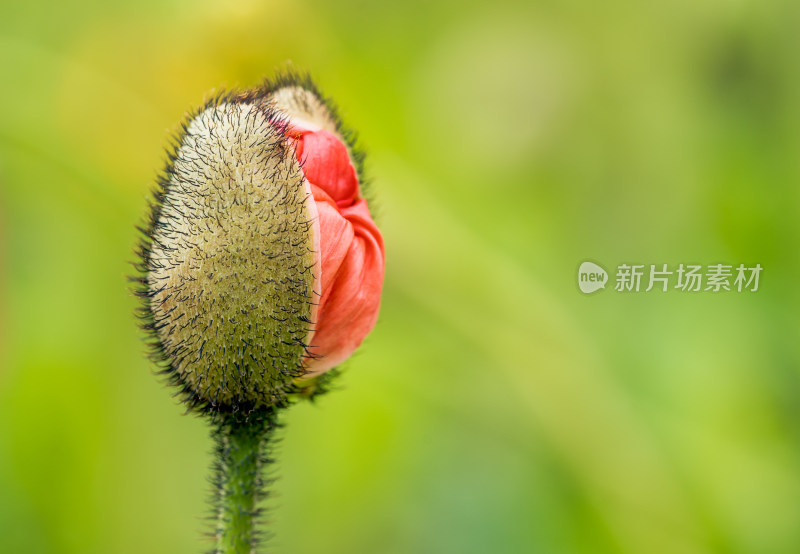 虞美人花骨朵含苞待放