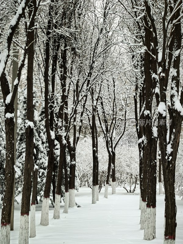 积雪覆盖树木的冬季户外树林景象