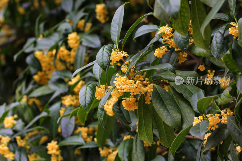 金桂花枝背景素材