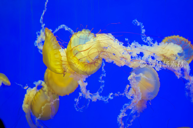 浦东陆家嘴上海海洋水族馆的水母