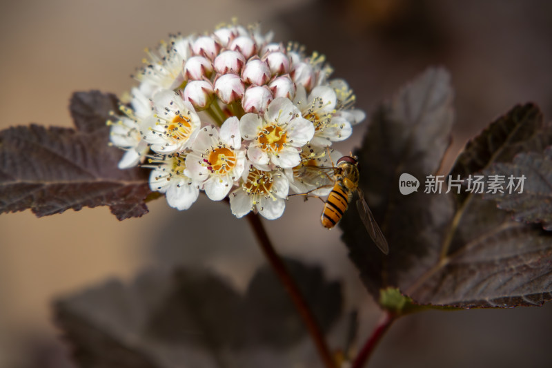 春天枝头绽放的无毛风箱果花球特写