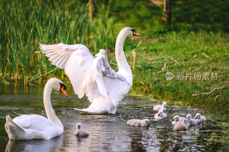 郑州北龙湖湿地公园黑疣鼻天鹅和幼崽家族