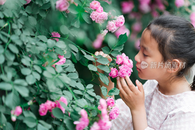初夏在盛开的蔷薇花丛中的东方女孩