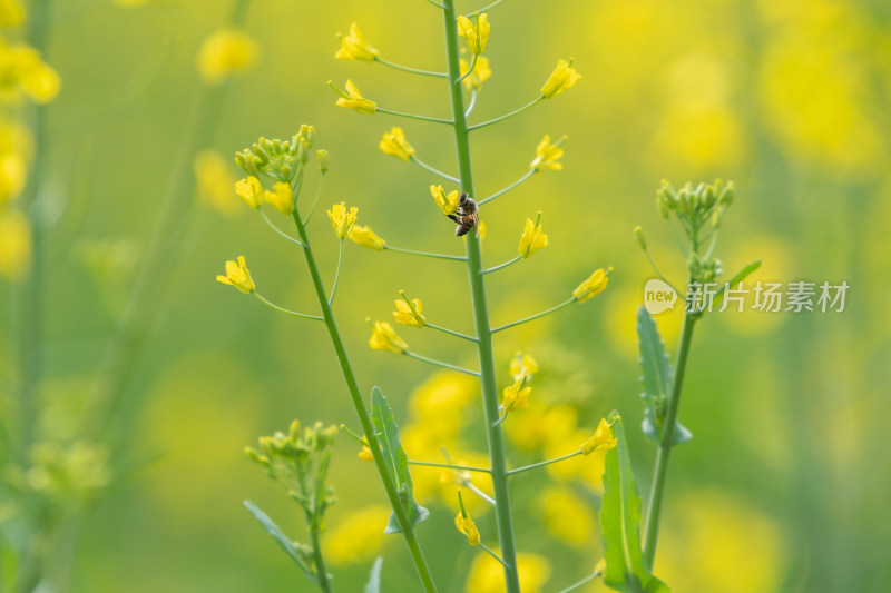 春天油菜花和蜜蜂