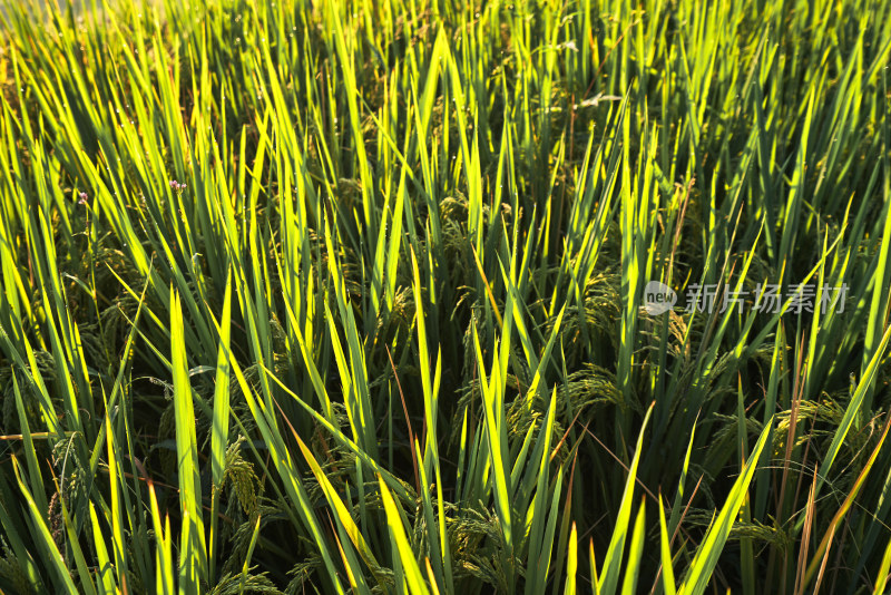 农田里长势良好的水稻